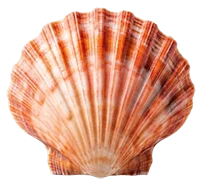 Sea Spa